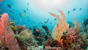 disney reef by Tracey Jennings 